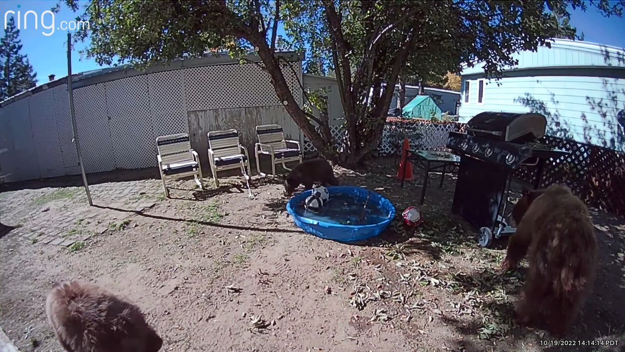 La famille des ours Tahoe organise une fête à la piscine - Buzz Buddy