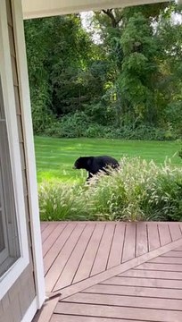 Bear Casually Walks Through Yard