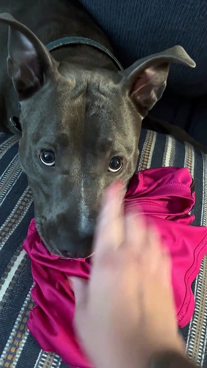 Un chien méchant ne rendra pas la chemise - Buz...