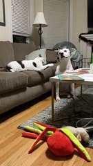 Le chat ordonne au chien de se coucher - Buzz Buddy