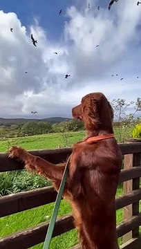 Setter irlandais captivé par les oiseaux - Buzz Buddy