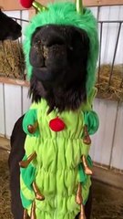 Simon l'alpaga en costume de chenille pour lama-ween - Buzz Buddy