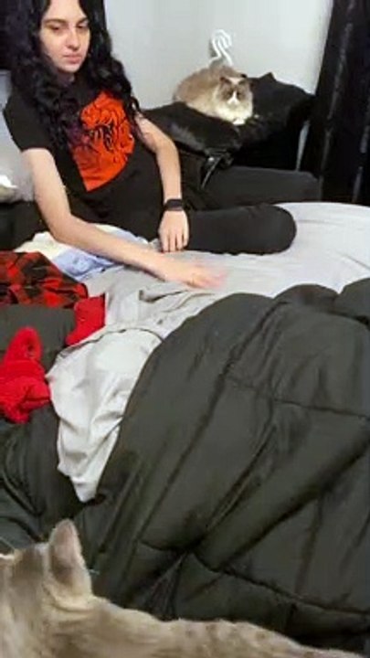 Chaton joue avec une fille sur le lit - Buzz Buddy