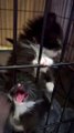 Les chatons adoptifs ne veulent pas être en caisse après avoir mangé - Buzz Buddy