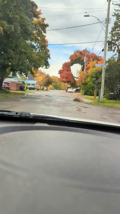 Arbre cool avec des couleurs d'automne a un grand trou pour les fils - Buzz Buddy