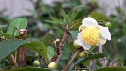 Türk çayının yeni tadı "çiçek çayı" raflarda yerini aldı