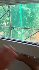 Praying Mantis Waving at Humans