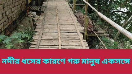 হুগলীঃ ব্রীজের ভিত গাছের ডাল, গরু - মানুষে এক ঘরে বাস
