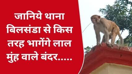 पीलीभीत: थाने से बंदरों को भगाने के लिए पुलिस ने निकाला ये नायाब तरीका, आप भी देखिए