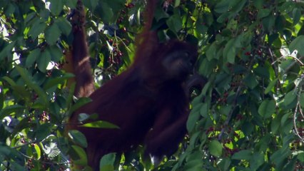 Equator's Wild Secrets - Borneo and Sumatra