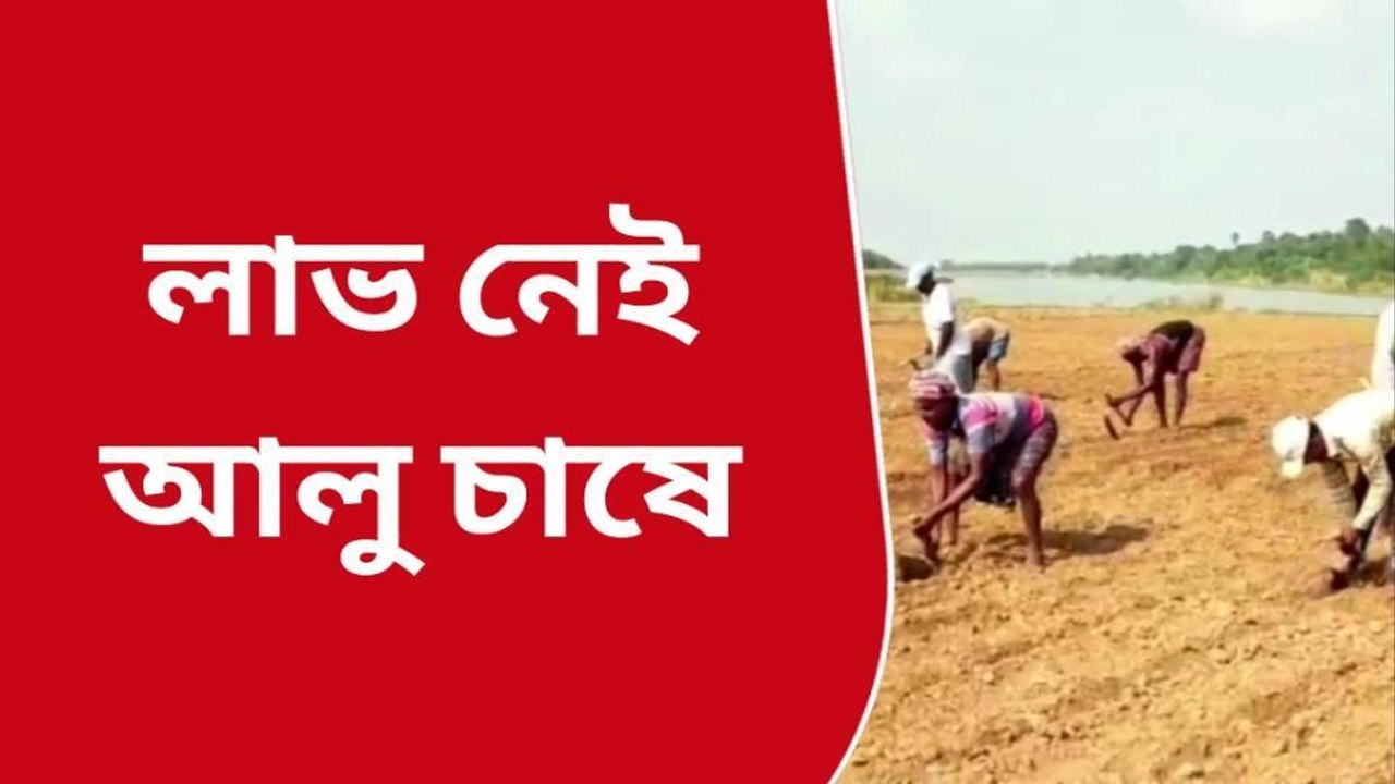পূর্ব বর্ধমান: আলু চাষে ক্ষতির আশঙ্কা