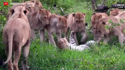 Leopard Injured By Other Predators And What Will Happen Next   Wild Animal Life