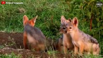 Hyena Kills Young Jackal And how Sweet Is The Jackal's Revenge