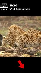 leopard fight baboon to the death #animal #shorts #shortvideo #animals
