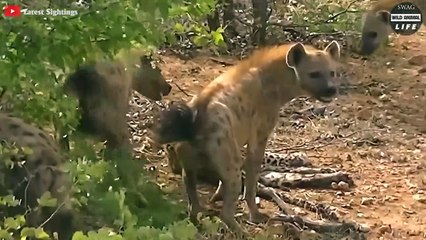 10 Amazing Battles Between Leopards And Other Predators   Wild Animal Life