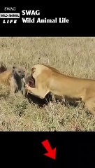 lion and hyena compete for prey #animal #shorts #shortvideo #animals