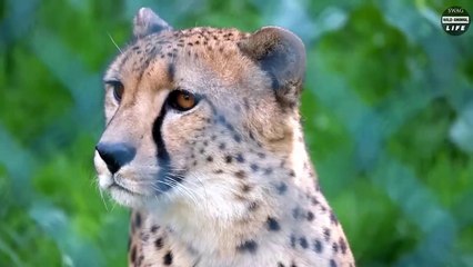 Excellent ! Cheetah Mother Risks Her Life To Protect Her Baby   Wild Animal Life