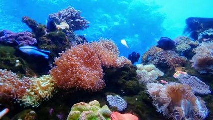 Animals Around the World + More Little Angel Kids Songs & Nursery Rhymes part 2