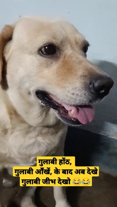 Cute funny dog