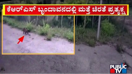 Leopard Spotted At Brindavan Gardens In KRS | Public TV