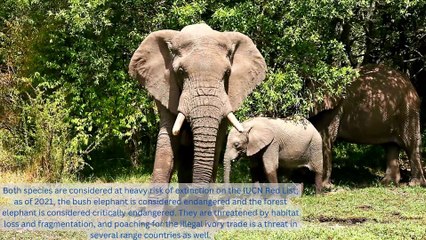 African elephants