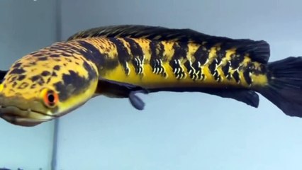 CHANNA MARU YELLOW KOLEKSI OM RONAL  GABUS NGEDOK