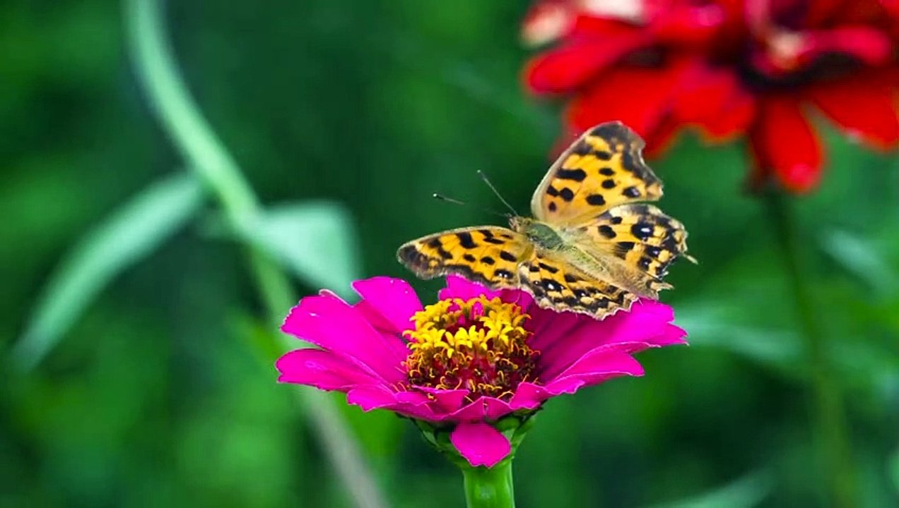 Cute Butterfly