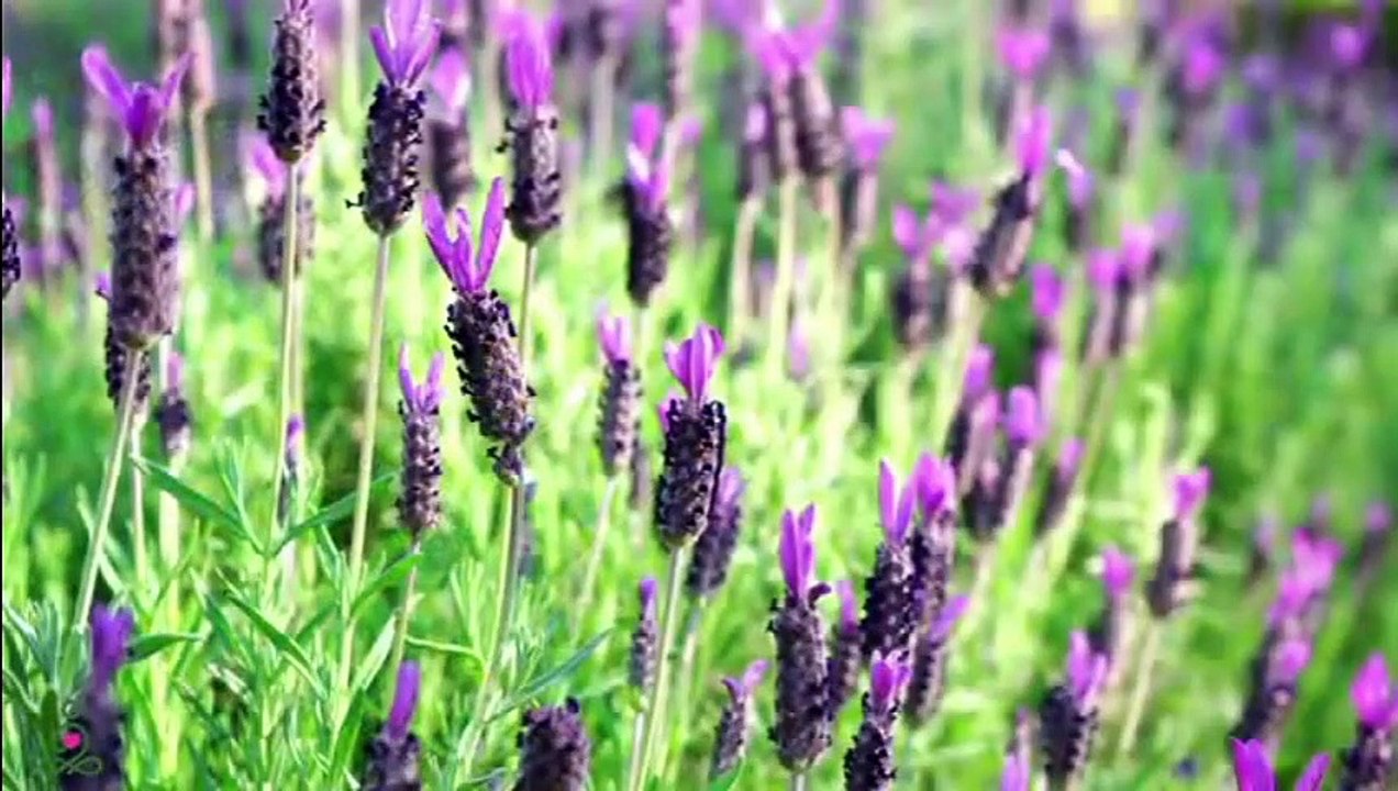 Musique de guérison pour le cœur et les vaisseaux sanguins - Musique douce, calme le système nerveux