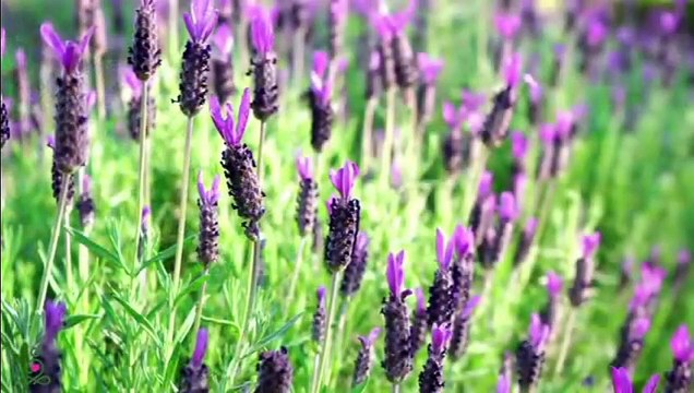 Musique de guérison pour le cœur et les vaisseaux sanguins - Musique douce, calme le système nerveux