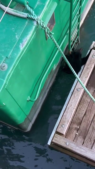 Bear Climbs Around Boats and Pier and Gets Stuck
