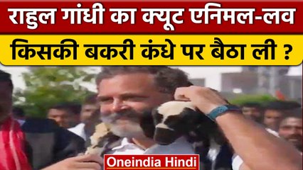 Bharat Jodo Yatra: जब Rahul Gandhi ने बकरी को कंधे पर बिठाया, Watch Video | वनइंडिया हिंदी *shorts