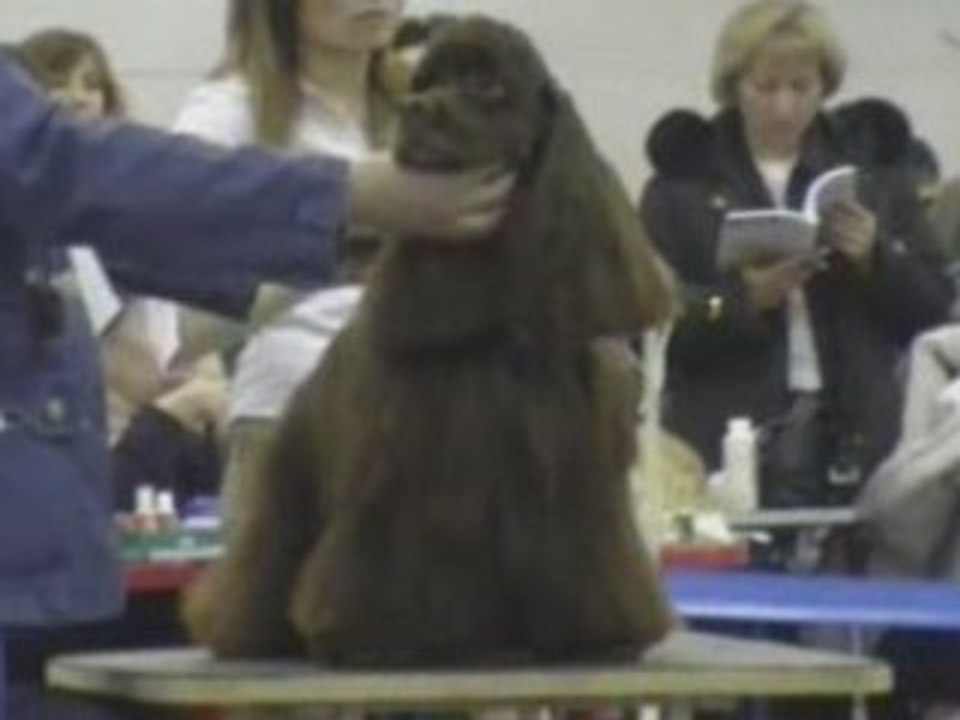 Dog Show EURASIA-2 24.02.2008 Moscow part 8