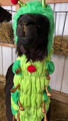 Simon the Alpaca in Caterpillar Costume for Llama-ween