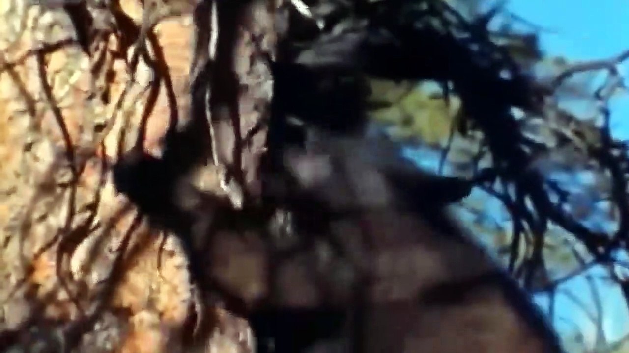 The Best Of Animal Attack 2022