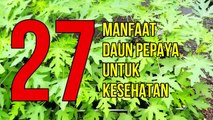 Manfaat Daun Pepaya untuk Kesehatan, 27 Khasiat Daun Pepaya Untuk Kesehatan