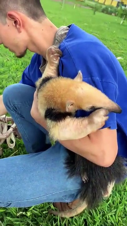 Tamanduá recebe cadeira de rodas