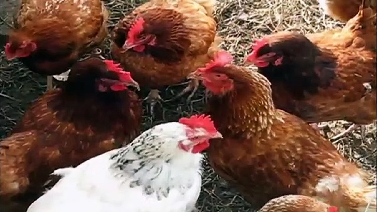 Better Off Ted - Se1 - Ep02 HD Watch HD Deutsch