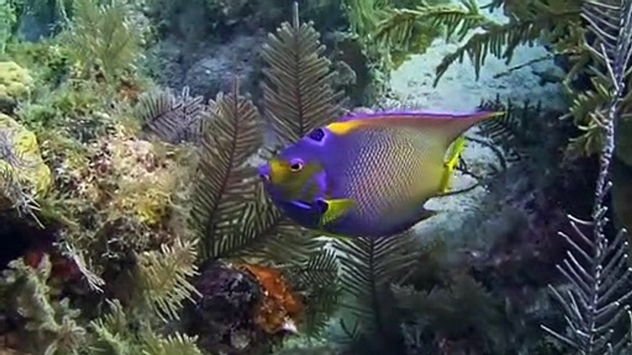 'Aquarium The Dark Hobby' Tráiler oficial Vídeo Dailymotion