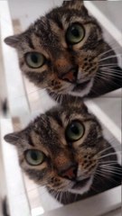 Les Presento la Niña. Momentos con la Niña! Ella Saludando | Pier Luigi Remigi