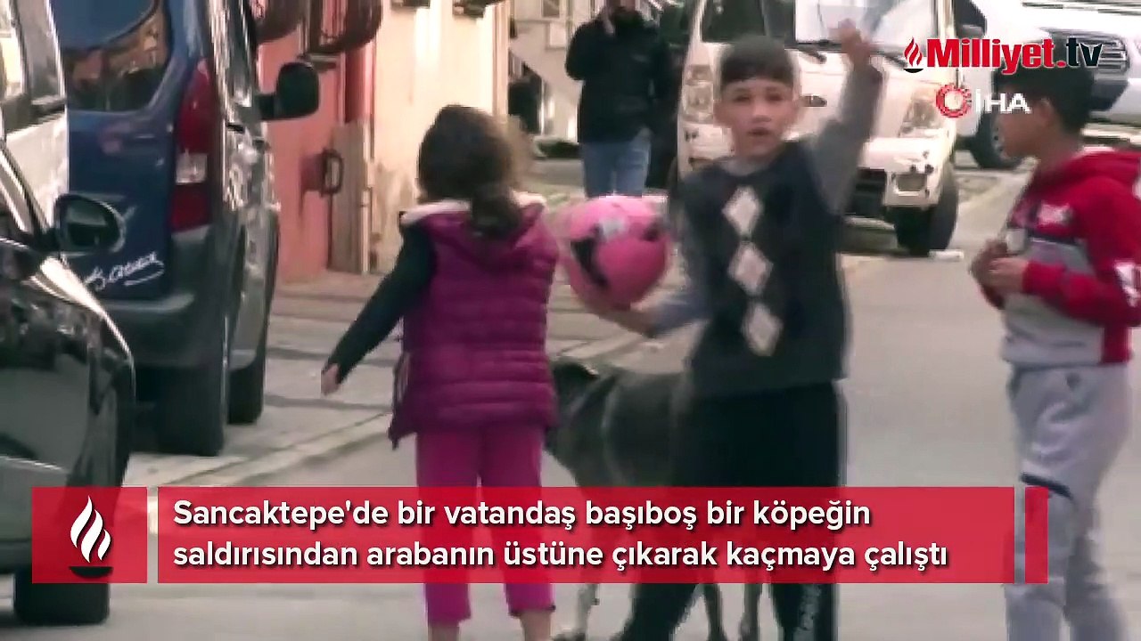 Sancaktepe'de bir vatandaş köpek korkusundan arabanın üstüne çıktı