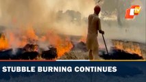 Punjab Farmers Continue Stubble Farming, Express Helplessness
