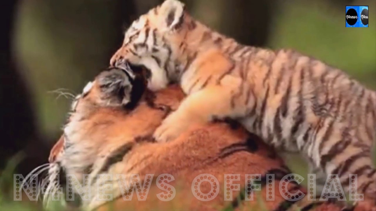Two Adorable Newborn Tiger Cubs Have Been Spotted Exploring and Playing with their Mother at Zoo