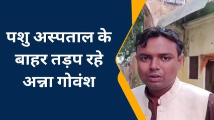 हमीरपुर: पशु अस्पताल के बाहर तड़प रहे अन्ना गोवंश,लोगों ने नगरपालिका पर लगाया आरोप