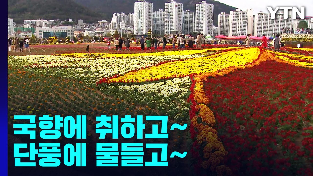 국향에 취하고 단풍에 물들고...완연한 가을 만끽 / YTN