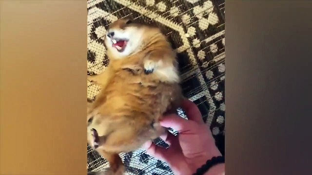 Tingkah lacu hewan peliharaan #010, kucing, anjing, dll