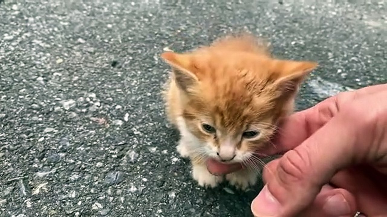Hungry kitten meows for mother cat and food is so happy