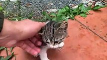 On the street Kittens living on the street with their mother are waiting for food and love