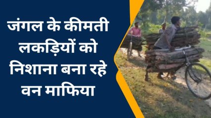 महराजगंज: हरियाली पर आरा चला रहे लकड़कट्टे, वीरान हो रहा जंगल