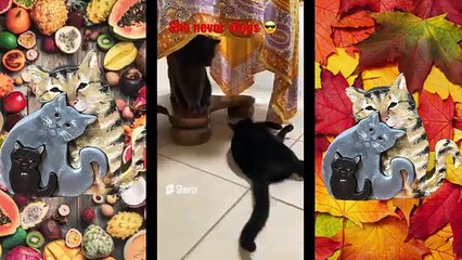 FUNNY CATS CUTE Shorts Compilation Happy Cat