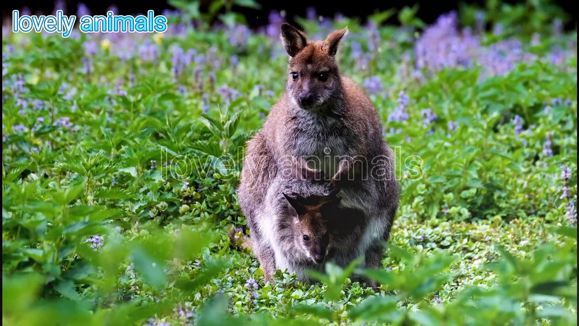 ⁣Lovely animals - animals sound - learn animals - cute animals